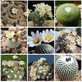 10PCS BLOSSFELDIA Cactaceae Truffle Jade Mixed Seeds