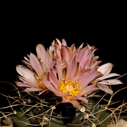 10PCS Echinocereus Knippelianus var Kruegeri‏ Seeds