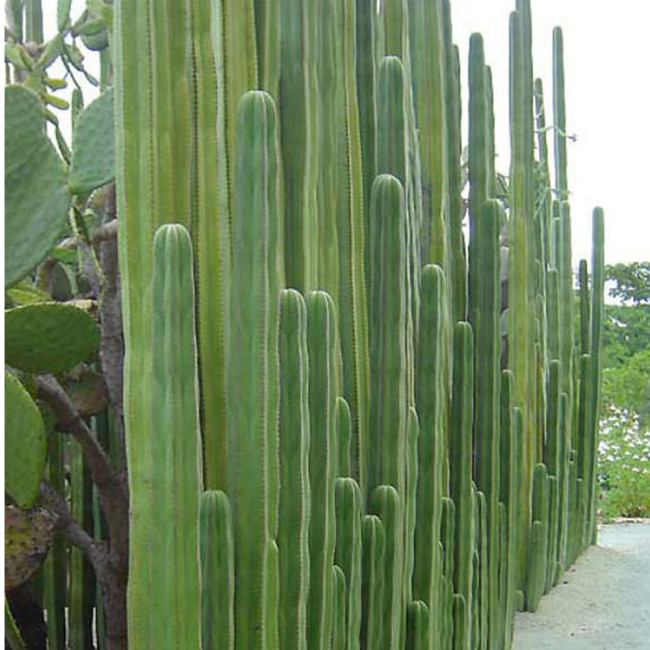 10pcs Pachycereus marginatusi (Mexican Fencepost) Cactus Seeds