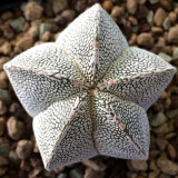 10pcs Seeds Astrophytum myriostigma cv.onzuka Prickly Pearceae Planets