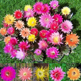 10pcs Trichocereus Hybriden Mix Fresh Seeds rare cactus