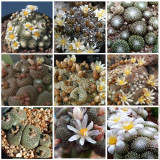 10PCS BLOSSFELDIA Cactaceae Truffle Jade Mixed Seeds