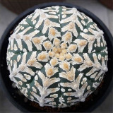 10pcs Fresh seeds Astrophytum asterias Superkabuto Rare Cactus