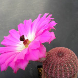 10pcs ECHINOCEREUS rigidissimus v. rubispinus Fresh Seeds rare cactus