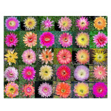 10pcs Trichocereus Hybriden Mix Fresh Seeds rare cactus