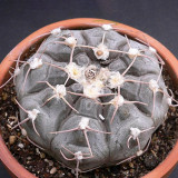 10pcs Gymnocalycium Prochazkianum Seeds Rare Cactus Succulent Plants