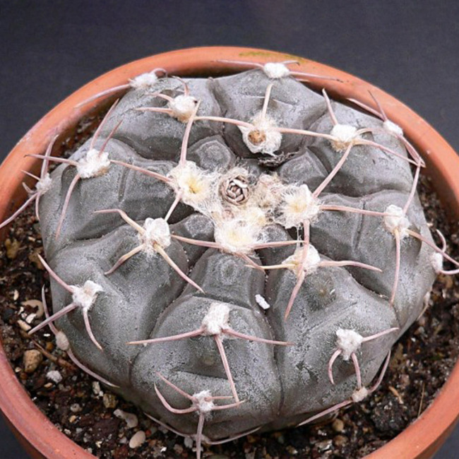 10pcs Gymnocalycium Prochazkianum Seeds Rare Cactus Succulent Plants