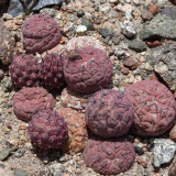 10pcs TEPHROCACTUS geometricus f Seeds Rare Cactus Succulent Plants