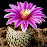10pcs Pelecyphora Pseudopectinata seeds semi Cactus sementi Succulent Plants