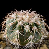 10pcs Seeds Gymnocalycium spegazzinii ssp.Punillaense Rare Cactus Succulent Plants
