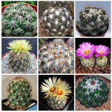10pcs Coryphantha Mix Seeds Semi Cactus Sementi Succulent Plants