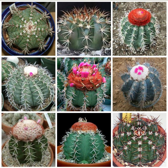 10pcs Melocactus Seeds Mix Rare Cactus Succulent Plants