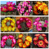 10pcs Sulcorebutia Mix Seeds  Rare Cactus Succulent Plants