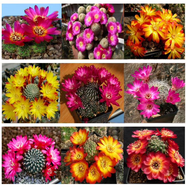 10pcs Sulcorebutia Mix Seeds  Rare Cactus Succulent Plants