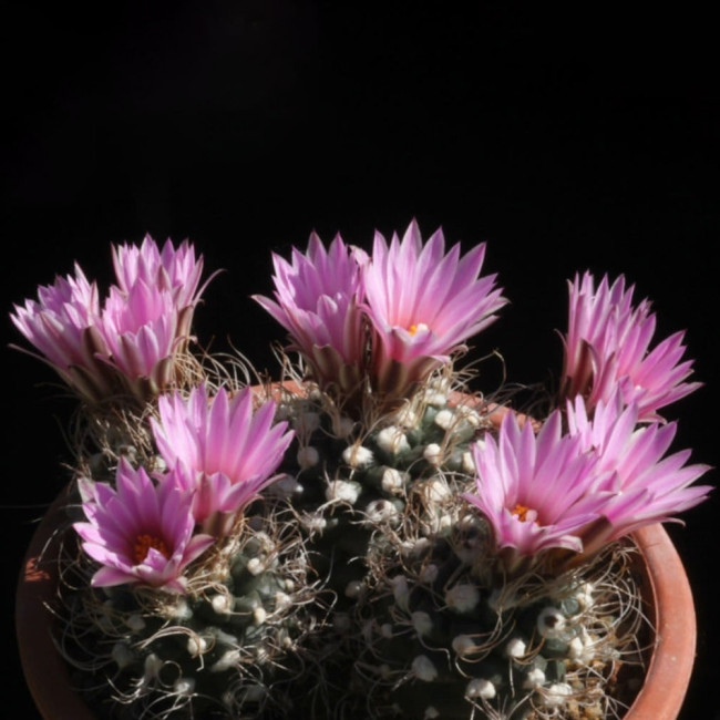 10pcs Turbinicarpus Pseudomacrochele Seeds Rare Cactus Succulent Plants
