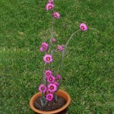 10pcs Echinocereus poselgeri Seeds Rare Cactus Succulent Plants