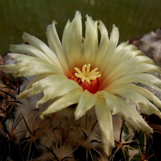 10pcs Seeds Coryphantha reduncispina Rare Cactus Succulent Plants