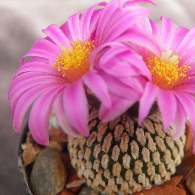 10pcs Pelecyphora Pseudopectinata seeds semi Cactus sementi Succulent Plants