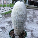 10pcs Seeds ESPOSTOA melanostele Rare Cactus Succulent Plants
