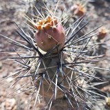 10pcs Seeds TEPHROCACTUS geometricus ssp. willy-smithii Rare Cactus Succulent Plants