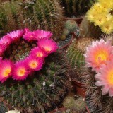 10pcs Notocactus herteri Seeds Rare Cactus Succulent Plants
