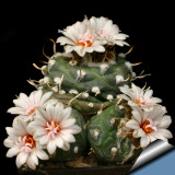 10pcs Turbinicarpus Polaskii Seeds  Rare Cactus Succulent Plants