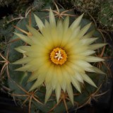10pcs Coryphantha pycnacantha Seeds Rare Cactus Succulent Plants