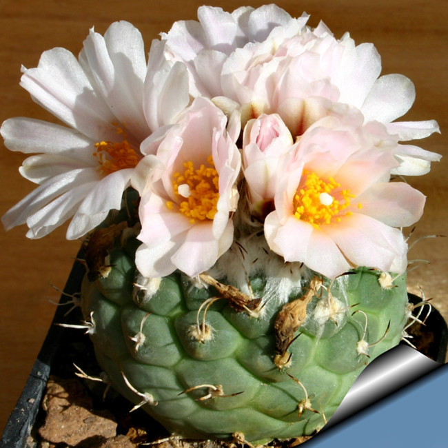 10pcs Turbinicarpus lophophoroides Seeds  Rare Cactus Succulent Plants