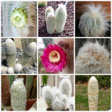 10pcs Espostoa Mix Seeds  Rare Cactus Succulent Plants
