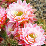 10pcs Seeds Trichocereus huasha Rare Cactus Succulent Plants Pink Flowers