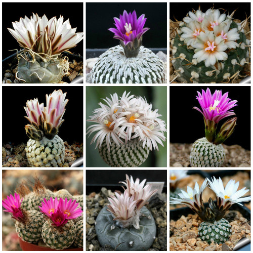 10pcs Turbinicarpus Mix Seeds Rare Cactus Plants