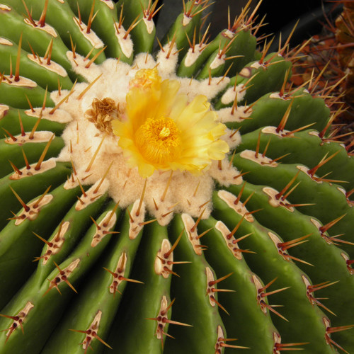 10pcs Seeds Echinocactus ingens Rare Cactus Succulent Plants