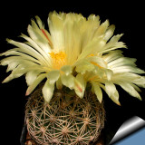 10pcs Coryphantha cornifera Seeds Rare Cactus Succulent Plants