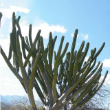 10pcs Seeds POLASKIA chichipe Rare Cactus Succulent Plants