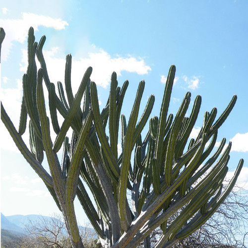 10pcs Seeds POLASKIA chichipe Rare Cactus Succulent Plants