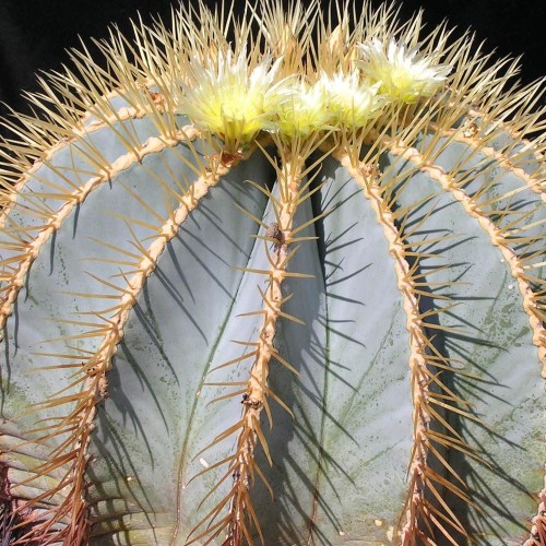 10pcs Ferocactus glaucescens Seeds Rare Cactus Succulent Plants