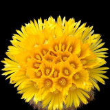 10pcs Parodia chrysacanthion Seeds Rare Cactus Succulent Plants
