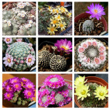 10pcs MAMMILLARIA Mixed Seeds Rare Cactus Succulent Plants