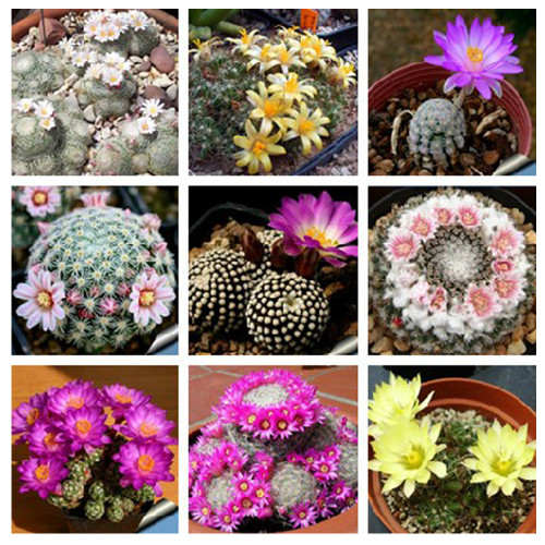 10pcs MAMMILLARIA Mixed Seeds Rare Cactus Succulent Plants
