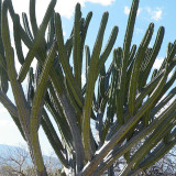 10pcs Seeds POLASKIA chichipe Rare Cactus Succulent Plants