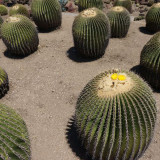 10pcs Seeds Echinocactus ingens Rare Cactus Succulent Plants