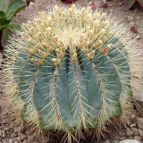 10pcs Ferocactus glaucescens Seeds Rare Cactus Succulent Plants