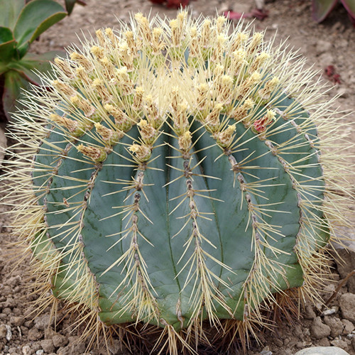 10pcs Ferocactus glaucescens Seeds Rare Cactus Succulent Plants