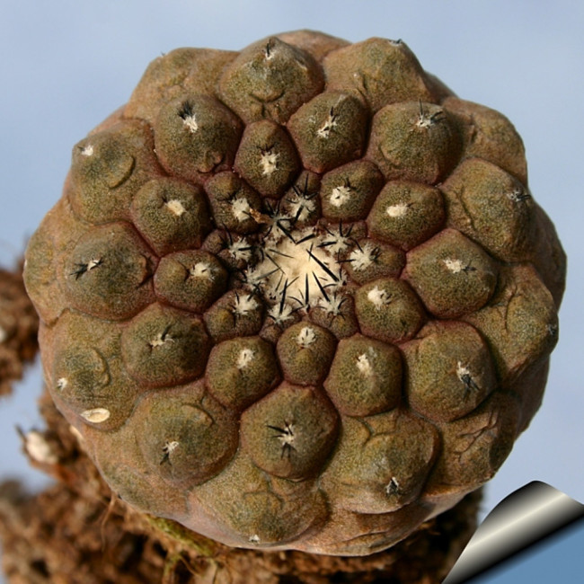 10pcs Copiapoa hypogaea barquitensis Seeds Rare Cactus Plants