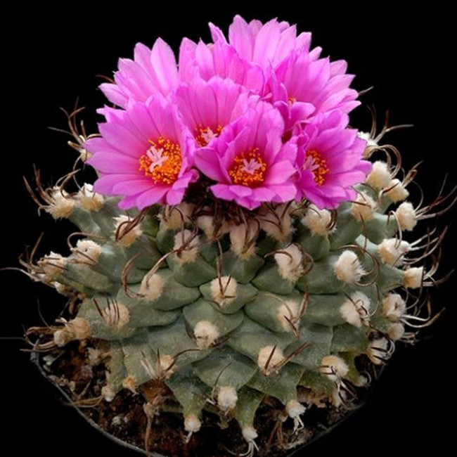 10pcs Turbinicarpus alonsoi Seeds Rare Cactus Plants