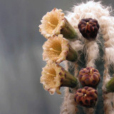10pcs Pilosocereus palmeri Seeds Rare Cactus Plants