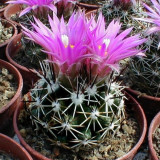 10pcs Coryphantha vivipara Seeds Rare Cactus Plants
