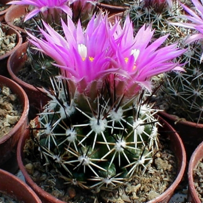 10pcs Coryphantha vivipara Seeds Rare Cactus Plants