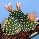 10pcs Pediocactus knowltonii Seeds Rare Cactus Plants