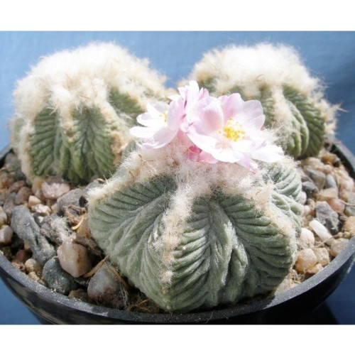 10pcs AZTEKIUM ritteri Seeds Rare Cactus Plants